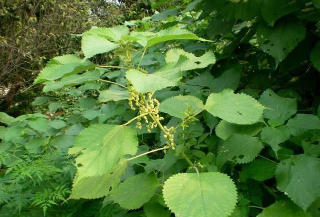  『药用价值』草地里的一种“植物”，是布料的原材料，全身是宝，您见过吗