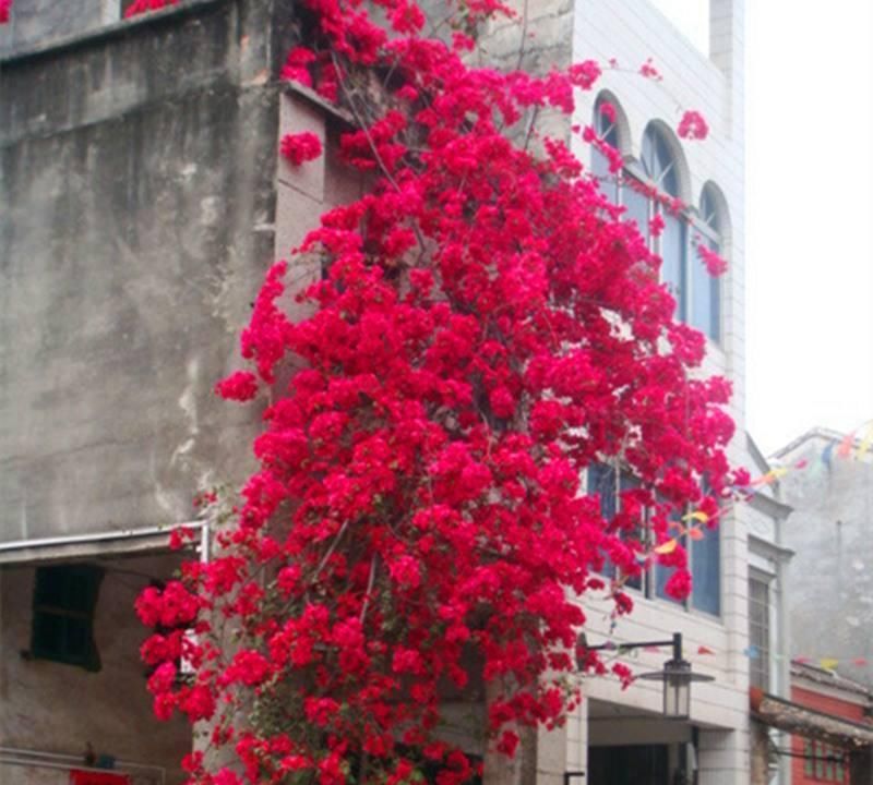  『花期』春季养花此花别错过，花期来临时，满树花朵，种2株轻松长出花墙