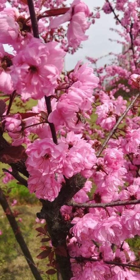  「名字」路边树开花像梅花，长的叶子像榆树，原来名字叫榆叶梅！
