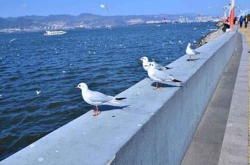 西部地区最适合宜居城市，绿化程度堪比日本，冬无严寒夏无酷暑