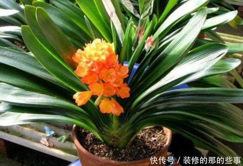 家养■家养“3种花”,个个都是“财神爷”,可别乱送人了!