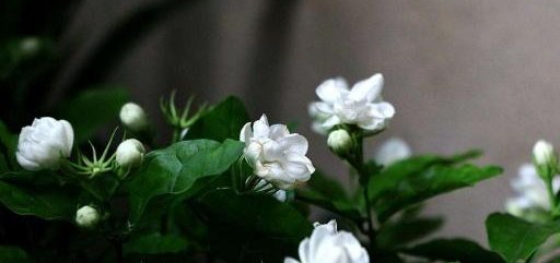  「长寿花」南向飘窗养这几种开花花卉，足不出户，四季就能有花赏！