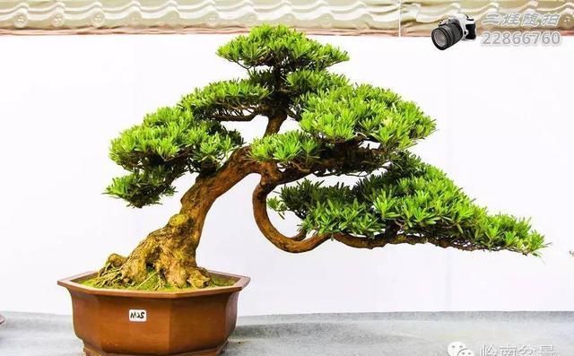 把温江盆景卖到欧洲去