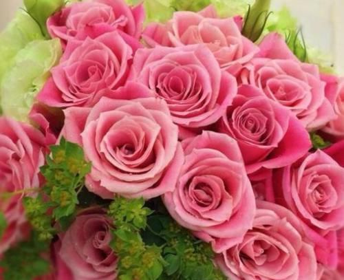  『清奇』“精品玫瑰”泰姬，花开如美姬，清奇美丽，可以说是养花必备！