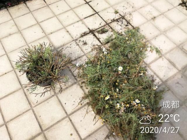  「照好的地方」3种花，开败后狠心剪个秃头，下次开花会更猛