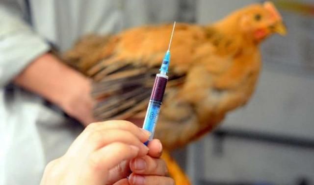  卖不掉@草莓卖不掉，鸡蛋价格没白菜高，又一突发事件让养殖业受