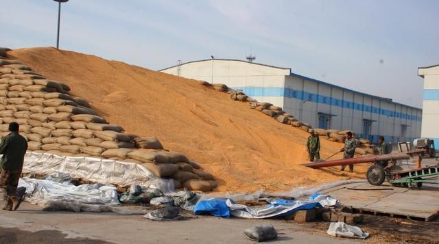  「玉米」玉米价格“1元”要终止？400万吨进口玉米要来了