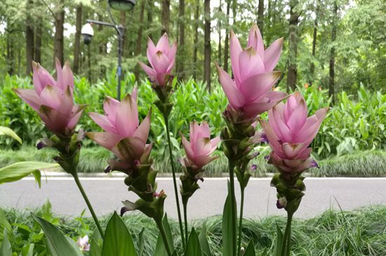 “热带郁金香”，在西湖边开啦