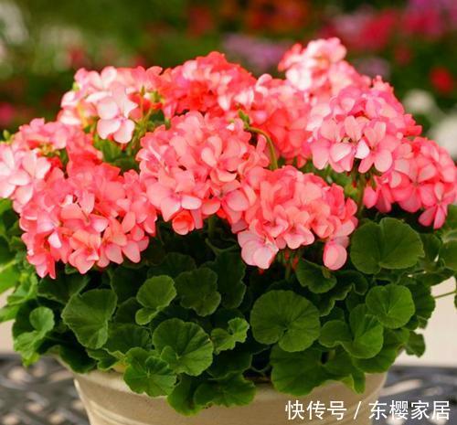  春天：春天修剪完这3种花，枝条可以进行二次扦插，生根发芽能开花