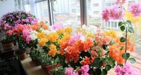  『三角梅』养盆三角梅，先养“壮汉身”，再开花就爆盆