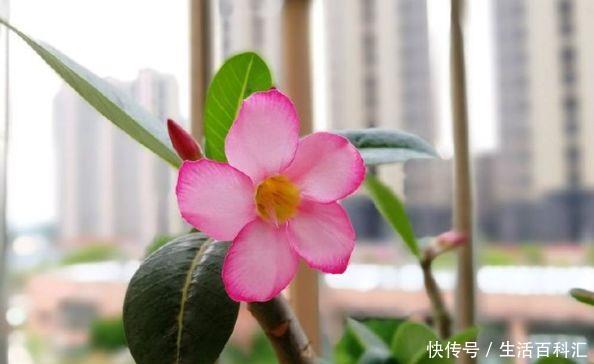  「适合」几种小花很耐热，越热开花越旺盛，夏天养最适合，开花不断美爆了