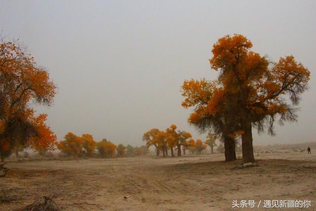 新疆库车首届胡杨节，特色美食美景让游人陶醉