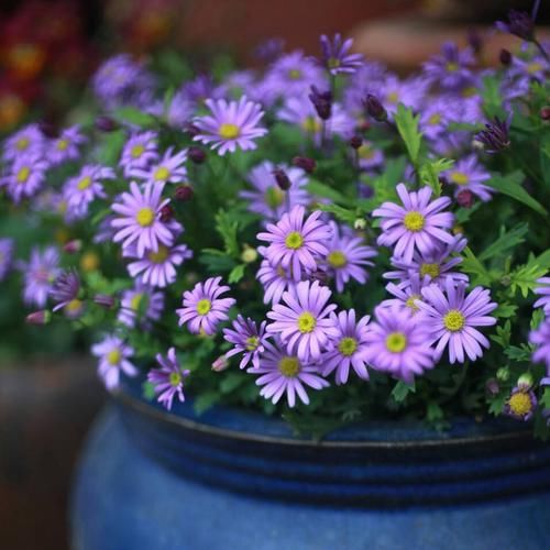  「玫瑰花盆栽」春天家里怎能没有一些好看的花花？这些花花放阳台特好看，超喜欢