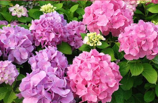  「适合」清爽阳台空荡荡？就样这几盆小花，浇点水就爆盆，适合懒人阳台