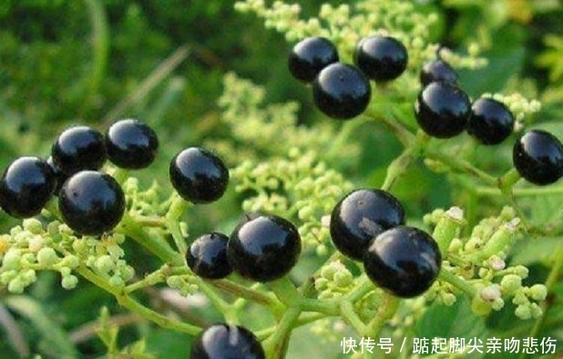  药材：深山里罕见的“乌蔹莓”过去被农民当杂草，殊不知药材价