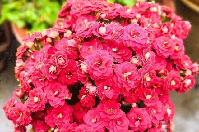  「长寿花」南向飘窗养这几种开花花卉，足不出户，四季就能有花赏！