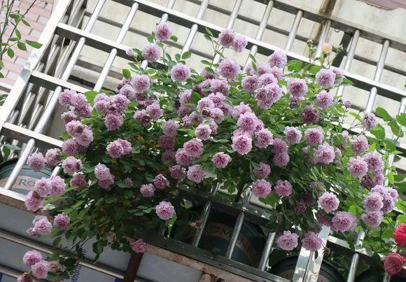「最适宜温度」防盗窗养这8盆花,养成大花球,四季开不停,邻居看了都眼红!