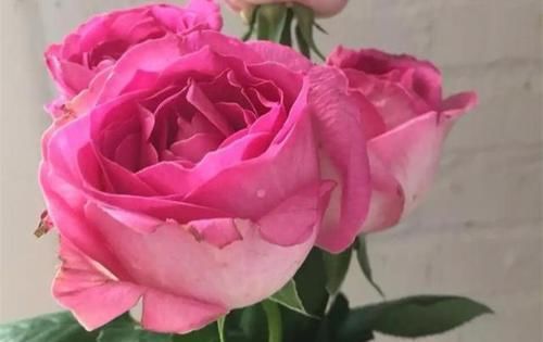  【盆土干透】不论是养什么花，正确浇水才是王道，这些“套路”，不烂根不黄叶