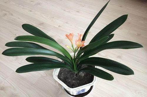  永不■20年老花农透露君子兰养护秘籍这样养永不烂根掉叶