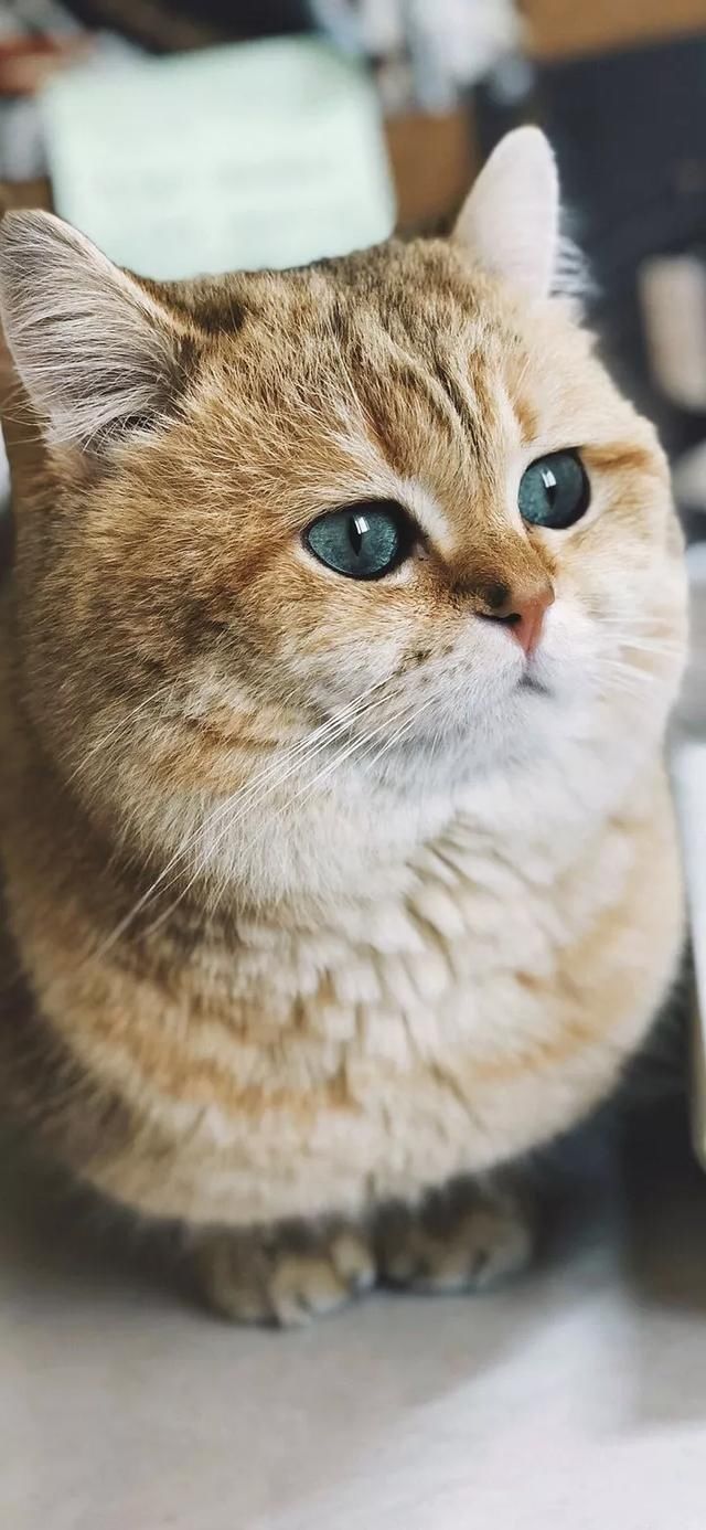  『星球』80张超可爱的猫咪壁纸丨我来自喵星球，来地球只是为了遇见你