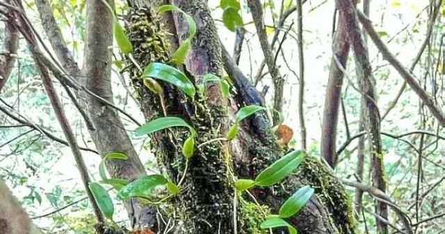  【植物】大山深处一种植物，叶子长在果实上，目前26元一斤，野生的太少