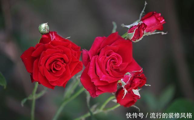 『花无』月季——只道花无十日红,此花无日不春风
