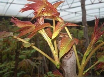  【大棚】农民利用大棚种它，反季节上市，每亩净赚6万元