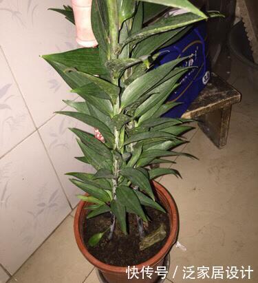剪枝@盆栽百合开完要剪枝吗?只要做到“1点”,年年开花,芳香又惊艳