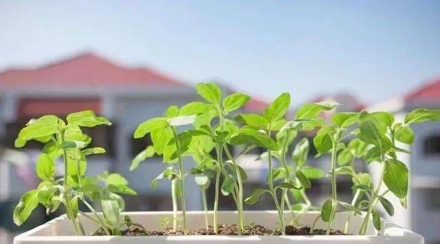  养花：阳台养花就养这6种花，既能当花养，又能当菜吃