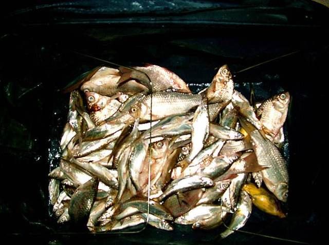  米酒酒糟：自制饵中屡屡提及的酒糟到底是个什么东西，为什么野钓高手都推荐