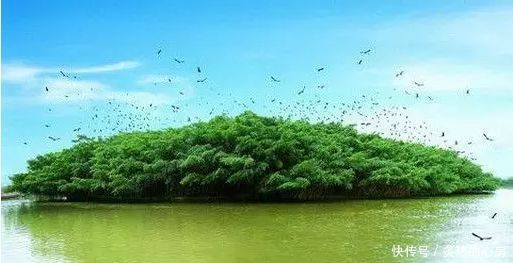 中国最古老的5颗大树,最后一棵有5000多年历史被称为"柏树之王