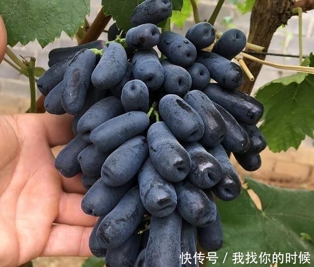  亲戚：我国伟大农业果树！一亩能挣19万，门前种两颗，来年送亲