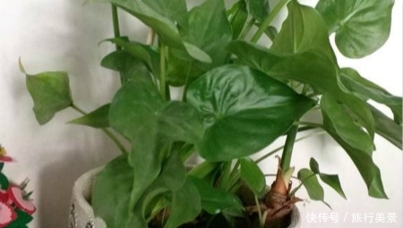 【掌状】新手养花,不如养观赏精品:滴水观音和千手观音的区别