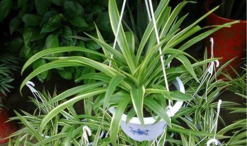  「绿萝」3种花不仅漂亮还很皮实，阳台上养一盆，养出花海很简单，太美了