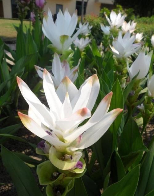  牡丹：喜欢牡丹，不妨试试”稀有名菊“徐妃醉妆，如秀丽妆容，大气磅礴