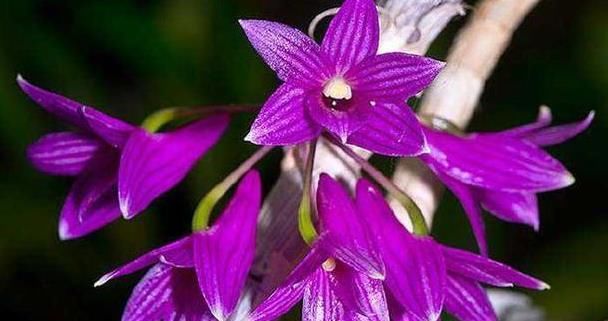 喜欢菊花的，来自盆栽“花中珍品”的仙客，株型美丽，花艳丽