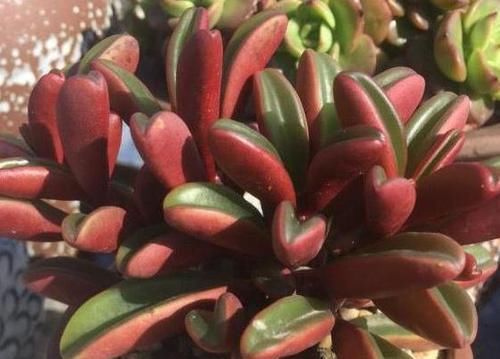 花盆■种植多肉植物,换盆全靠’砸’盆,谁能想到养花的不是土豪