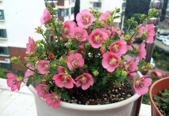  『养花』养花养个花量大的，花开一簇一簇，美观又大气，开花就成了花海