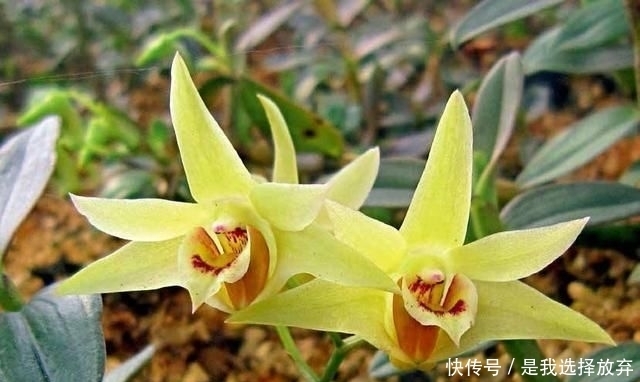  「黄花独蒜兰」正在消失的美丽：稀有兰花