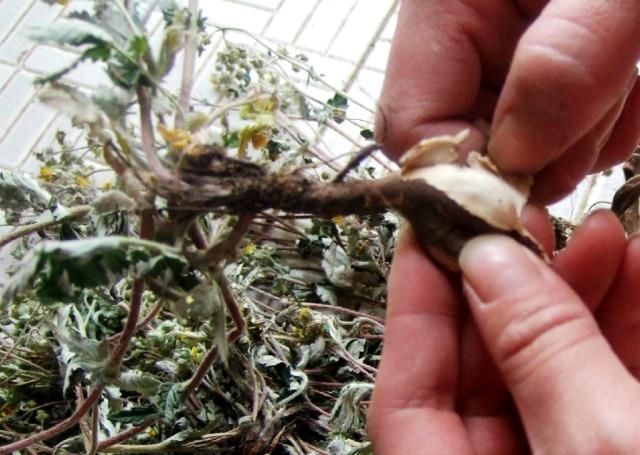  [鸡腿]人称“鸡腿儿”，价值堪比人参，1斤40元亩产1万元农民为