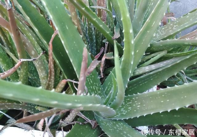 金钱树|室内养5种花不能多浇水,水一多就烂根,救都救不回来