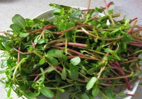  甲醛：这“2种”植物，再贵也要养，能让白发变“乌发”，还能吸甲醛！