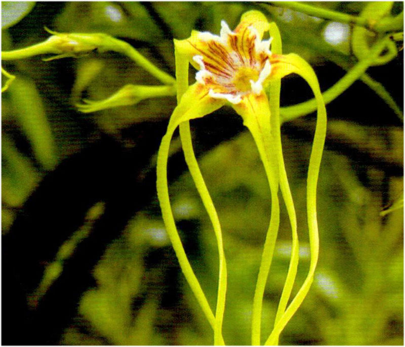 「毒门」植物界三大毒门世家
