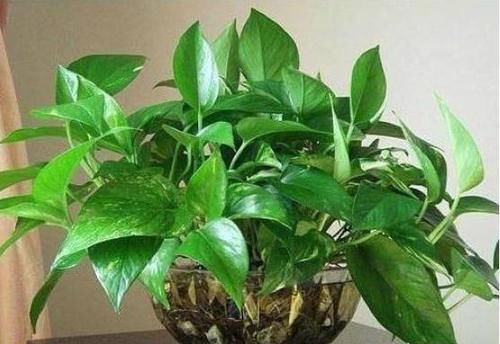  【水培植物的根系】水培植物用啥肥？2种肥料“要慎用”，很难吸收，还有可能烧根