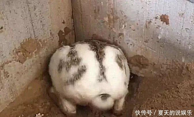  「发现」大爷在家中墙角发现一个大洞，里面竟有东西爬出来，捉住后乐开花