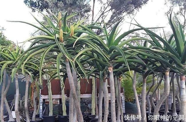 【值钱】芦荟不值钱,养成“老桩”很稀罕,叶子胶质多,越老越值钱