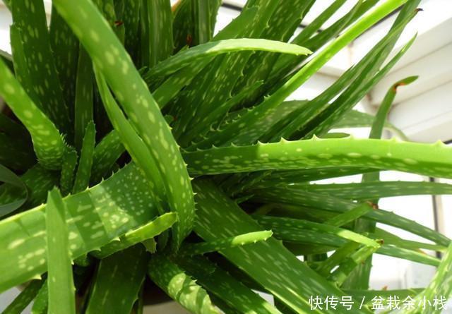 品种|芦荟就养这个品种,半年就能爆崽无数,还能美容养颜!