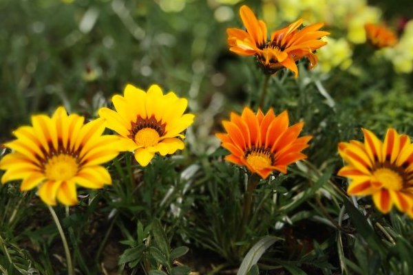  #轻松#5款漂亮的小菊花，花开成花球，放在阳台就爆满，养护很轻松