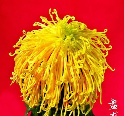  「金凤」喜欢菊花，就养盆“珍贵名菊”盘龙金狮，似金凤飘舞，金光四溢