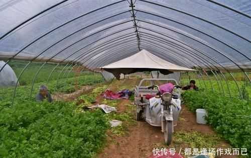  「老两口」农村人种植蔬菜，家家盖起了小洋楼，离不开一种人的